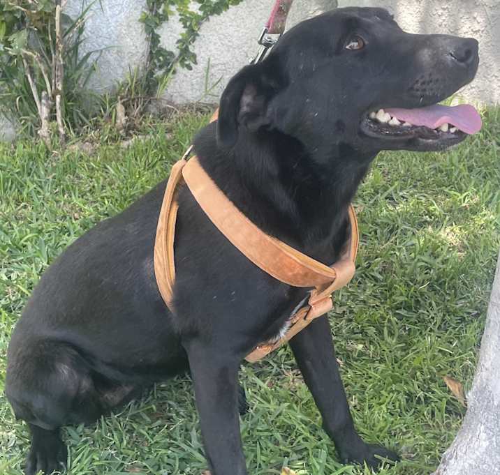 Photo of NEGRITA LOVELY LABRADOR