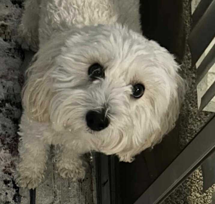 Photo of Milo
