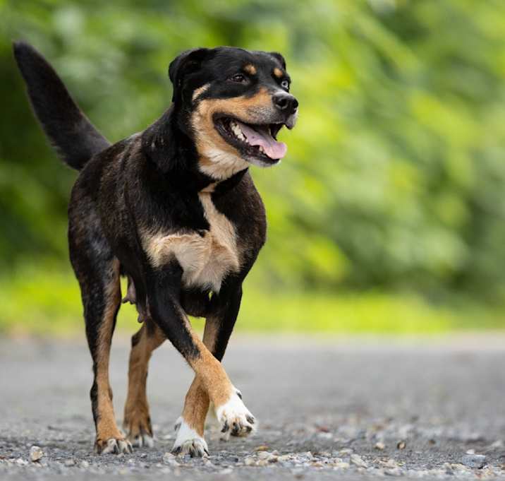 Photo of Tippy