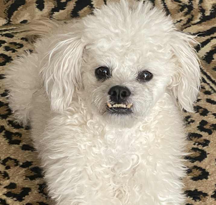 Photo of Leo