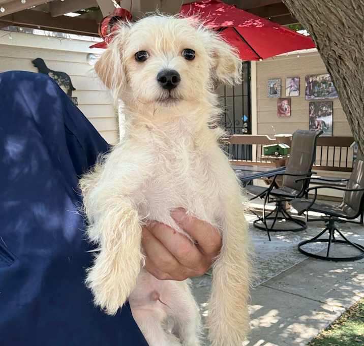 Photo of Teddy