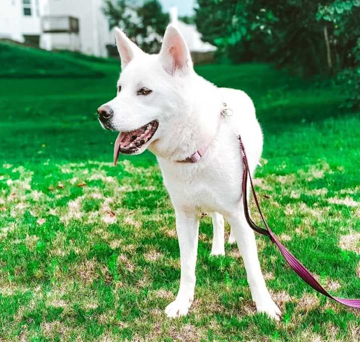 Photo of Indie
