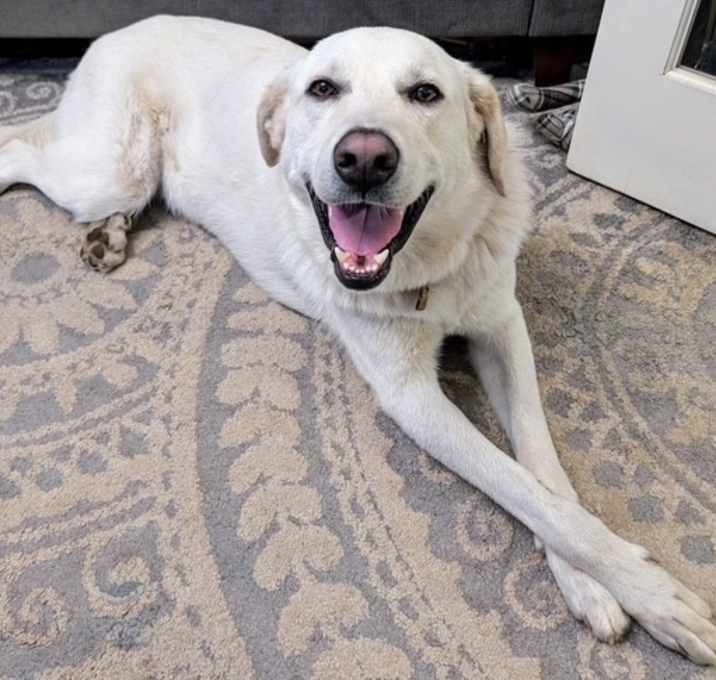 Photo of Ozzy - I'M LOCAL, NEED FOSTER