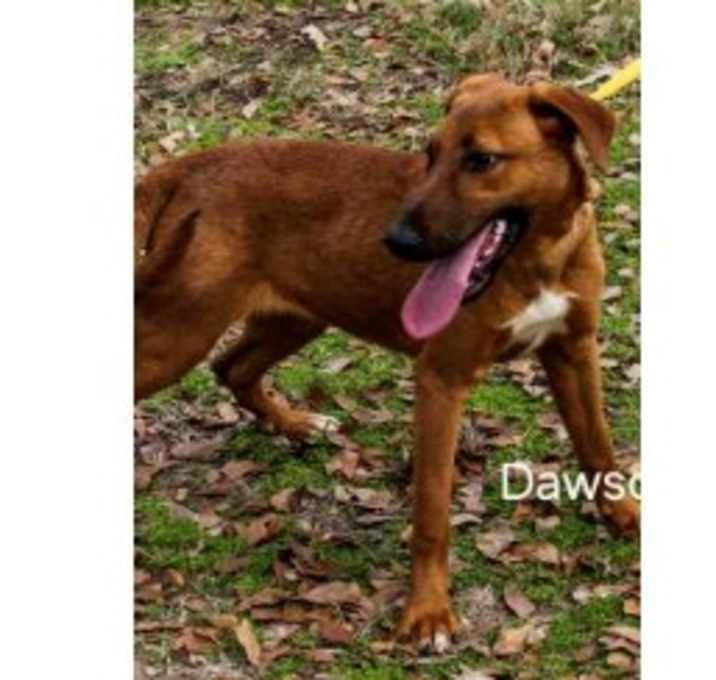 Photo of Deputy Dawgs: Dawson (CP)