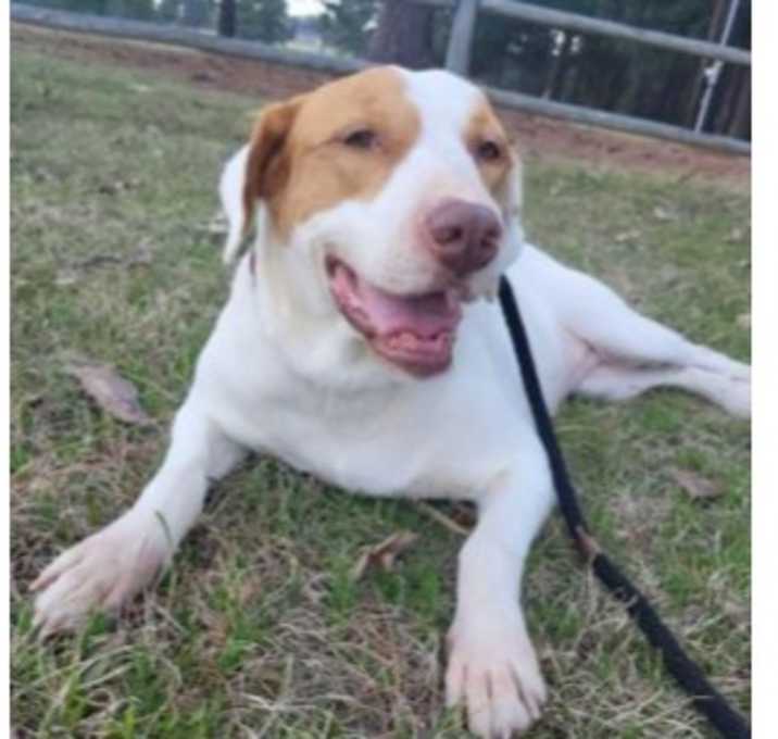 Photo of Deputy Dawgs: Marley (CP)