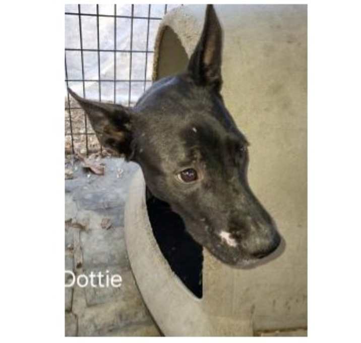 Photo of Deputy Dawgs: Dottie (CP)