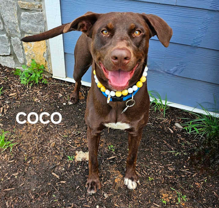 Photo of CoCo (Clementine)