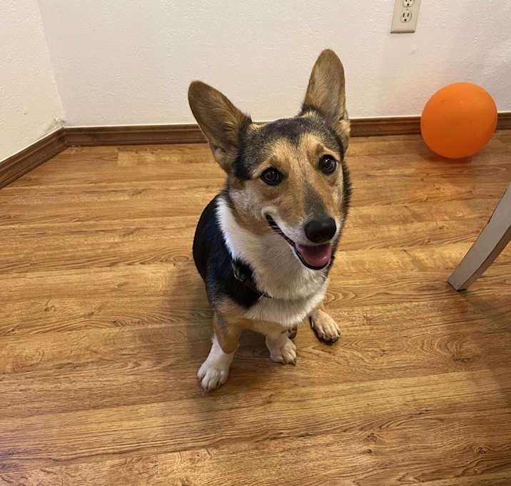 Photo of Roxy