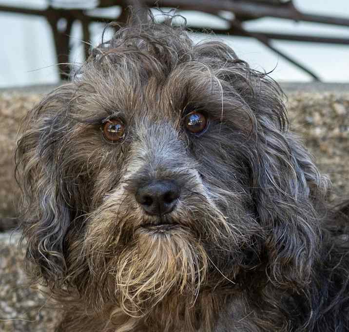 Photo of Schnoodle Shep