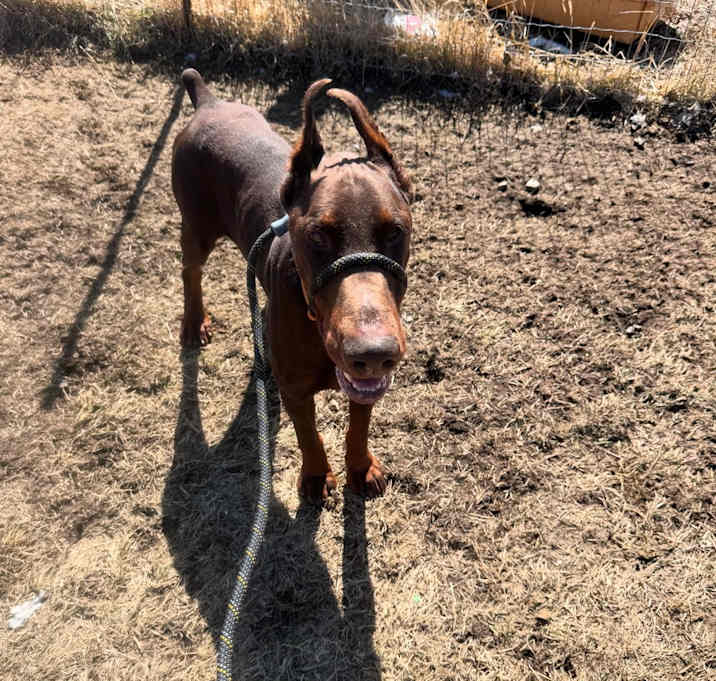 Photo of Cooper (EDMONTON, AB)