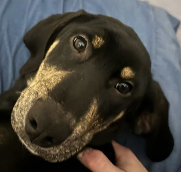 Photo of Bandit