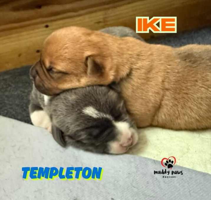 Photo of Templeton