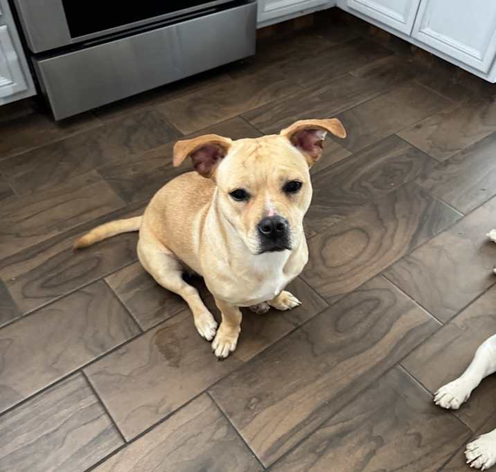 Photo of Goldie