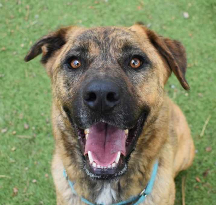 Photo of Dozer
