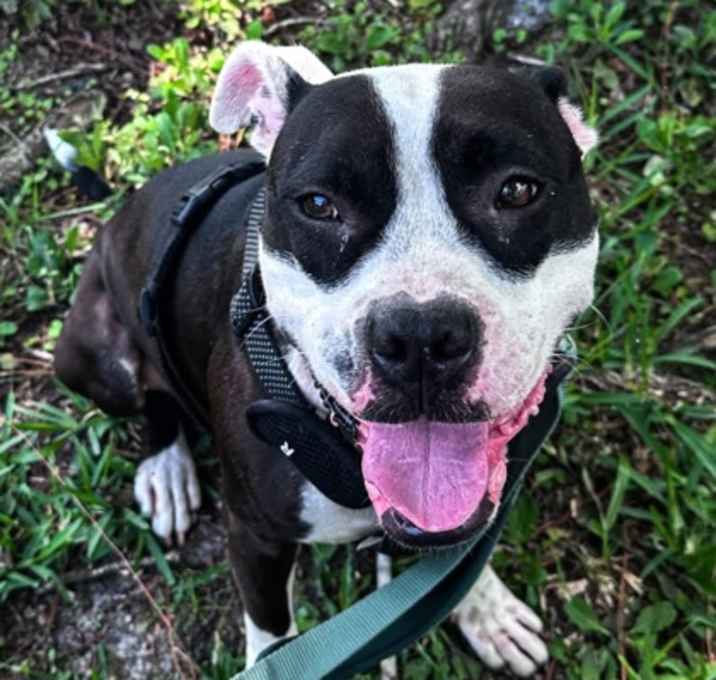 Photo of Oreo