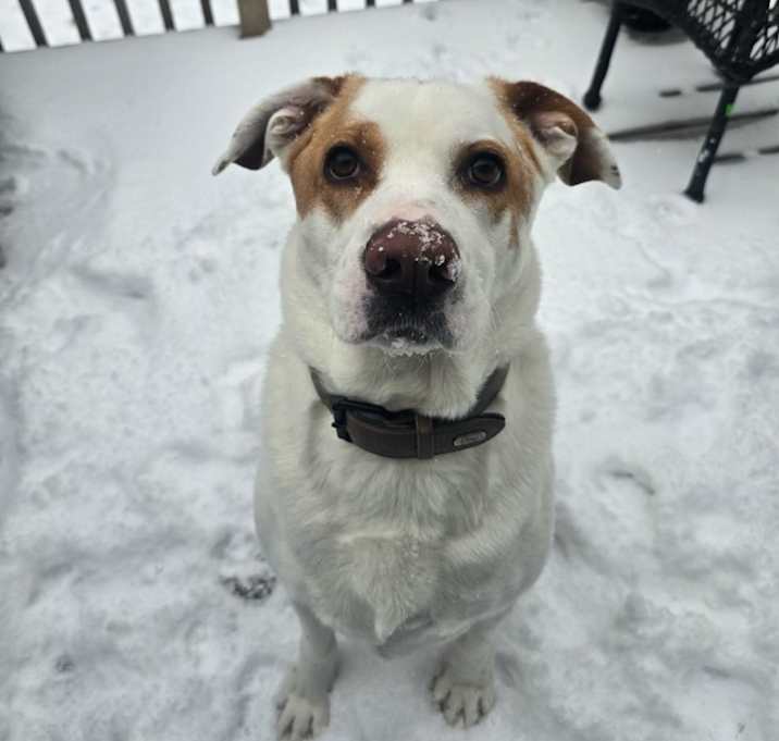 Photo of Goose