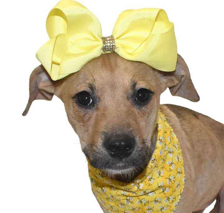 Photo of Meatball