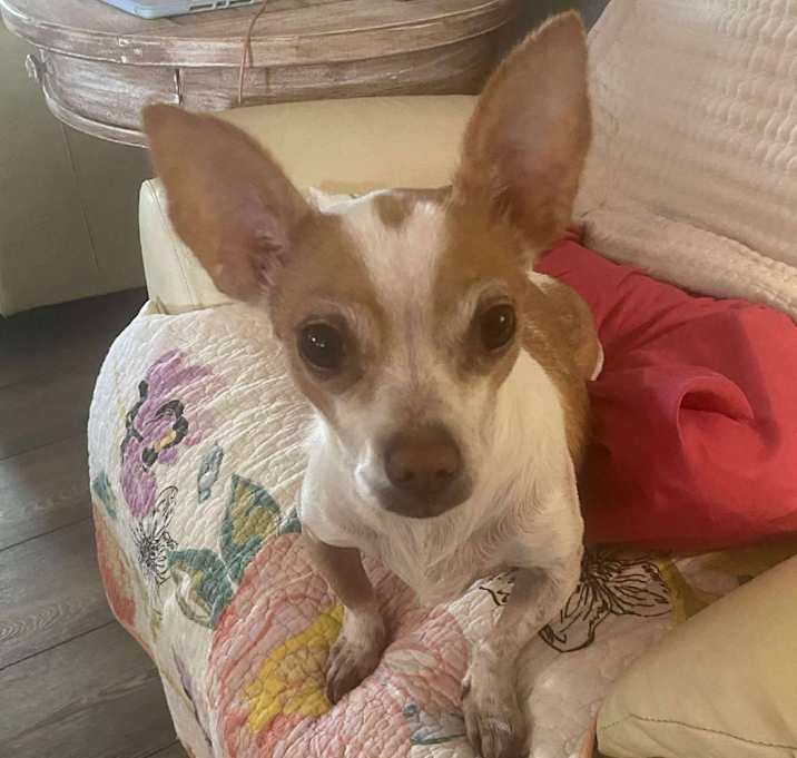 Photo of Fancy