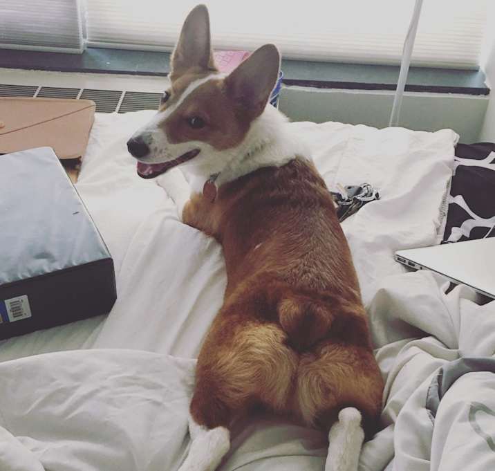Photo of Roscoe