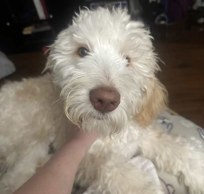 Photo of Mojo