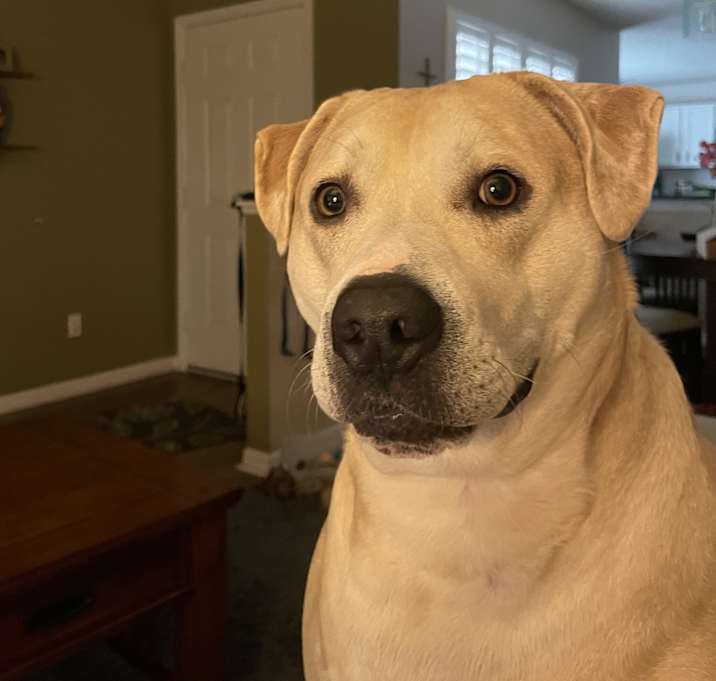 Photo of Bruno