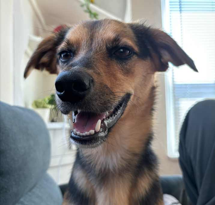 Photo of Nala