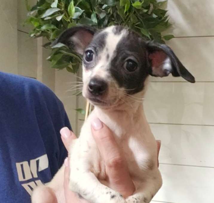 Photo of Digit