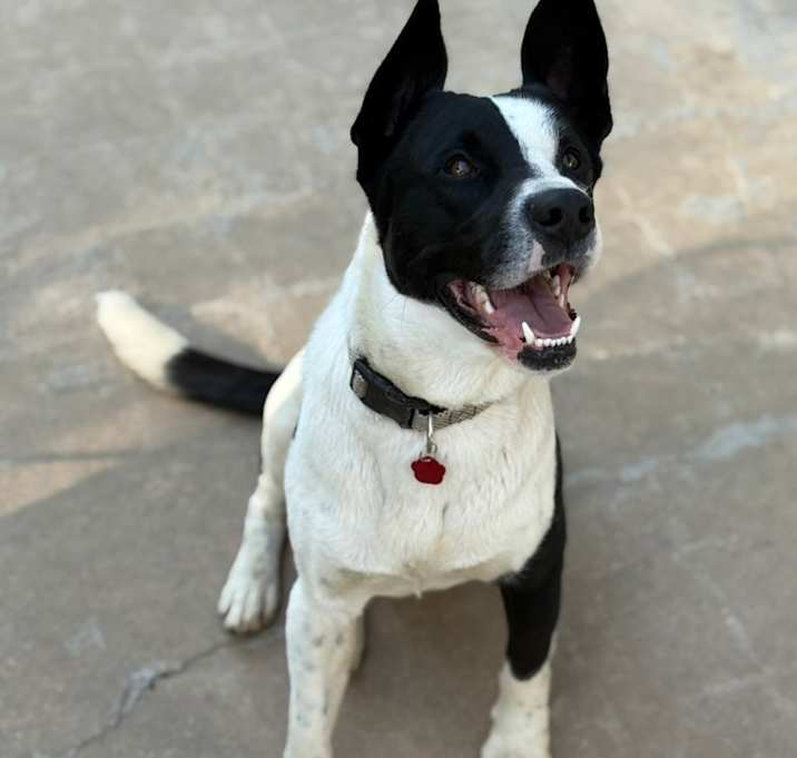 Photo of Chandler 