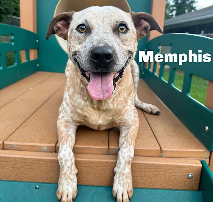 Photo of Memphis 240405