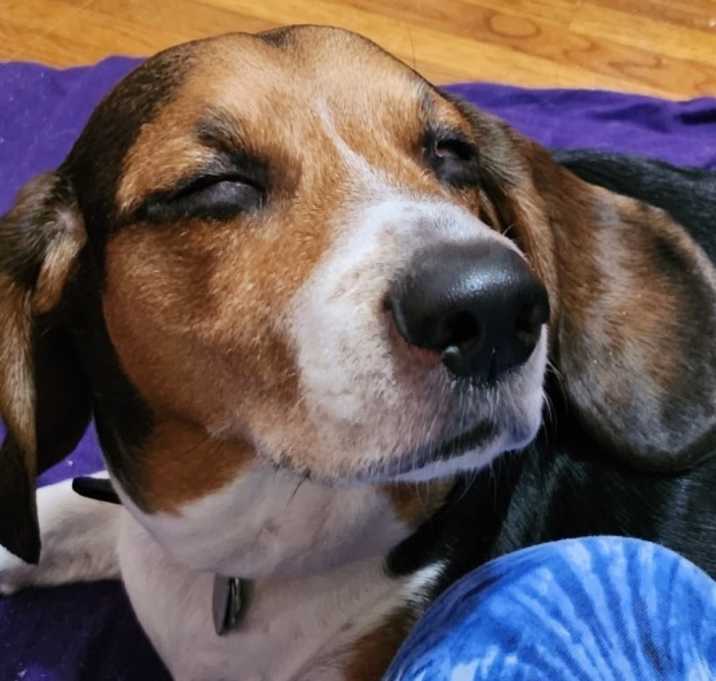 Photo of Snoopy