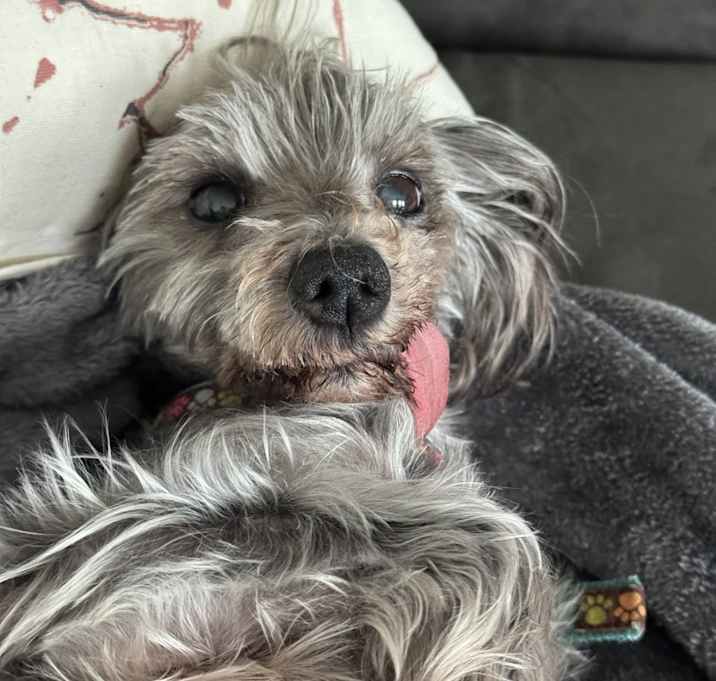 Photo of Coconut (Coco)