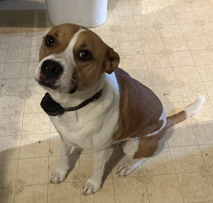 Photo of Brownie