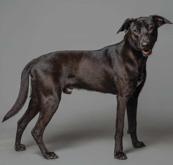 Photo of Baloo