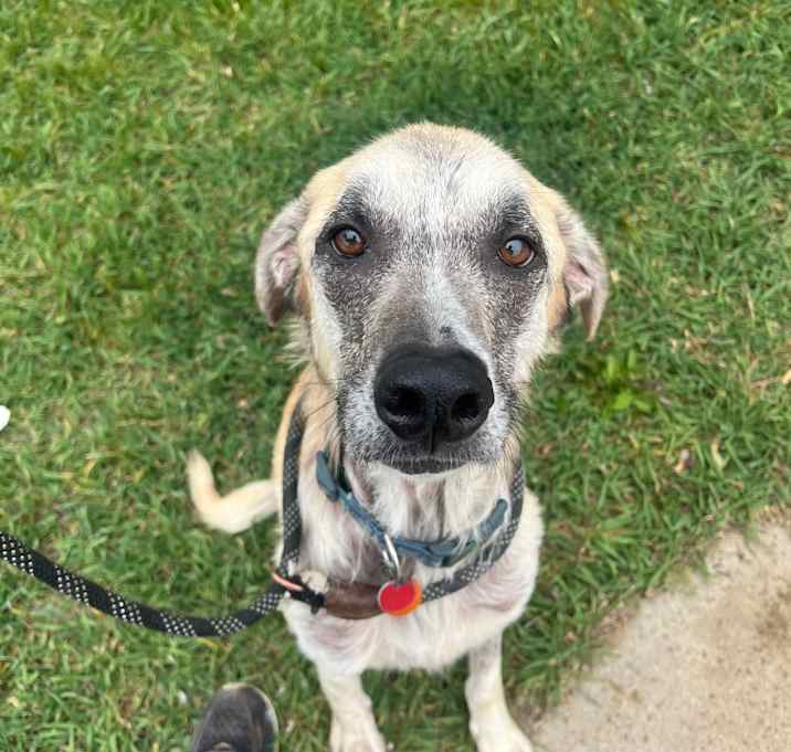 Photo of Indie