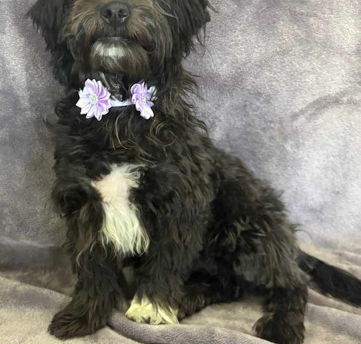 Photo of Brinley