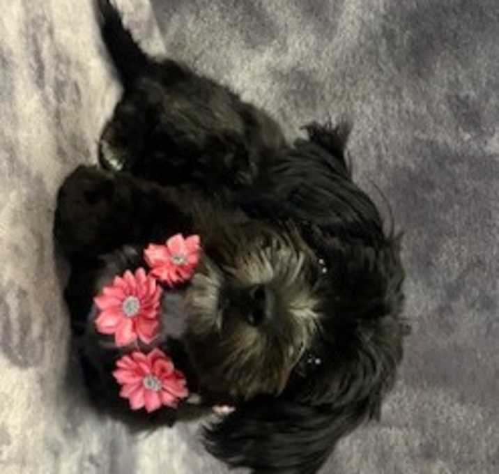 Photo of Bindi