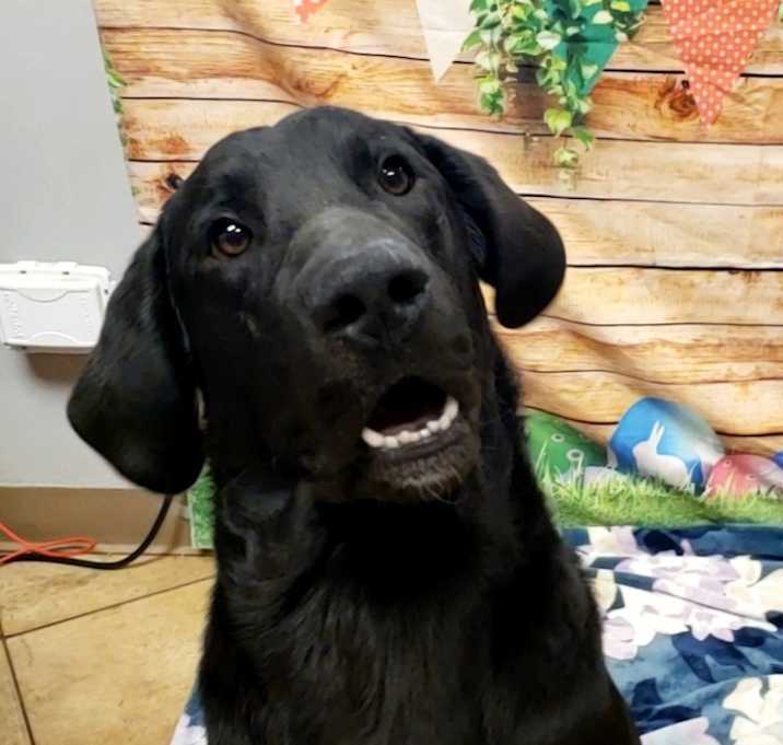 Photo of Dexter
