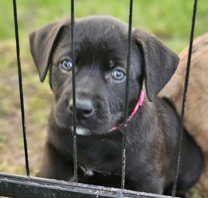 Photo of Rizzo