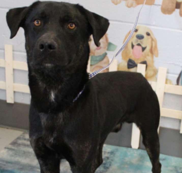 Photo of Clyde WILL DIE  HELP!