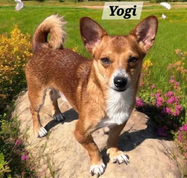 Photo of Yogie