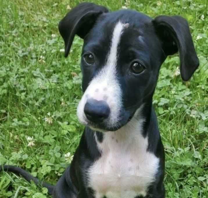 Photo of Twilight (My Little Pony Litter)