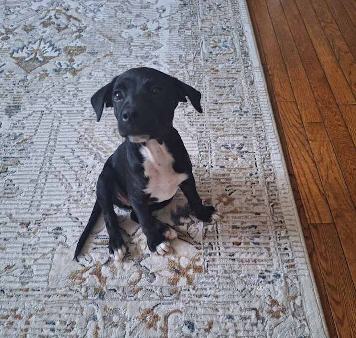 Photo of Rarity (My Little Pony Litter)