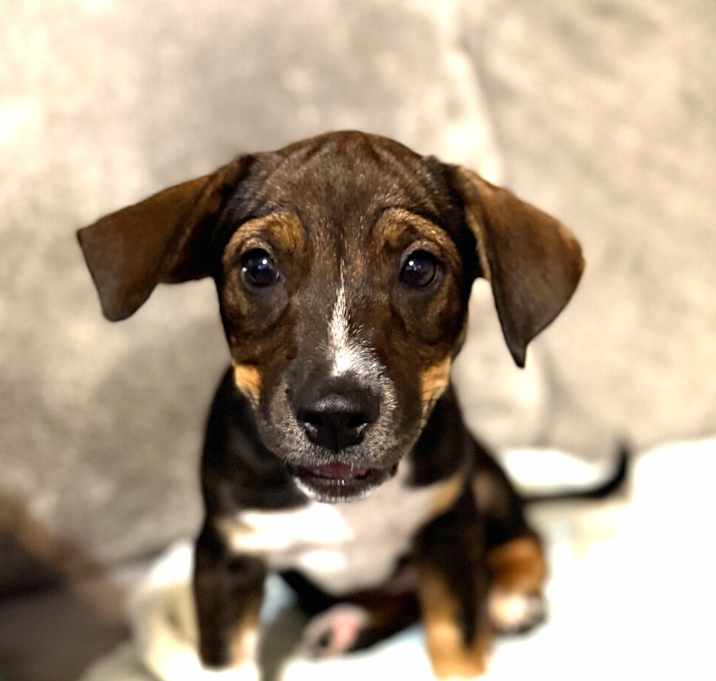 Photo of Pinkie (My Little Pony Litter)