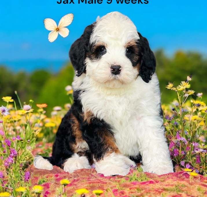 Photo of Jax