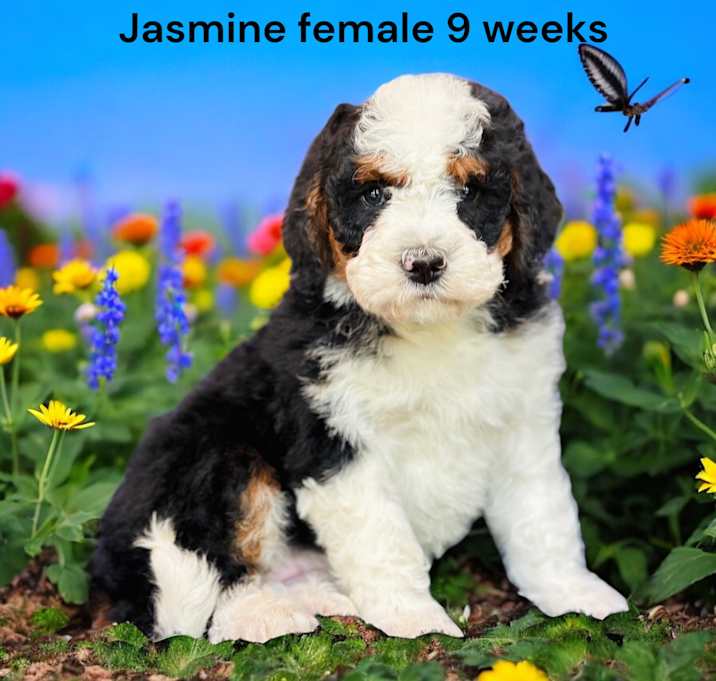 Photo of Jasmine