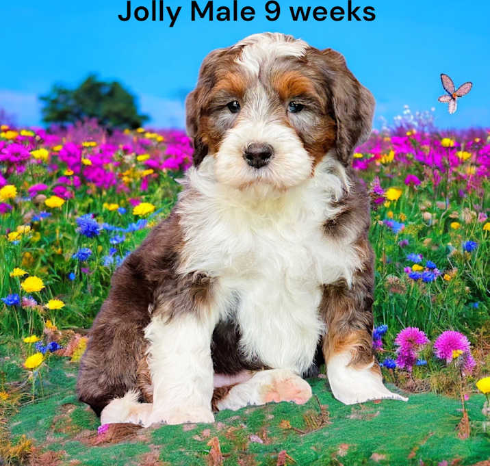 Photo of Jolly