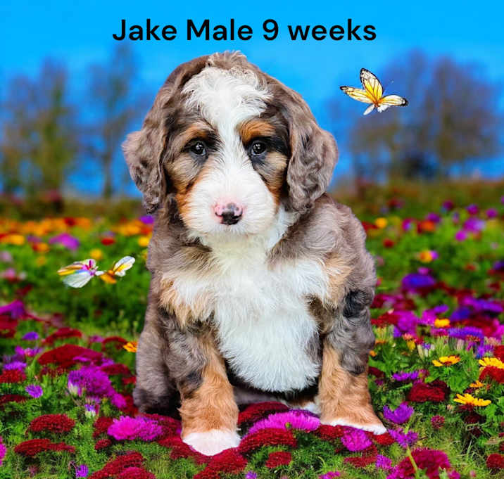 Photo of Jake