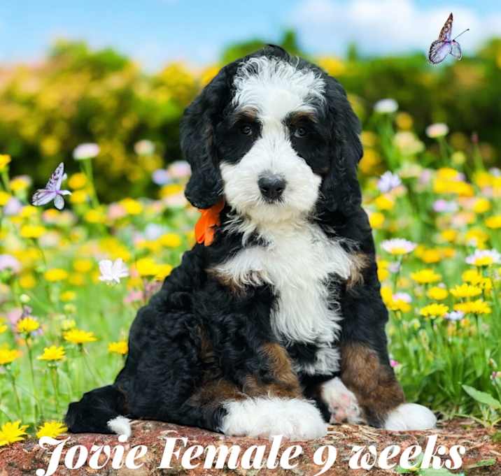 Photo of Jovie