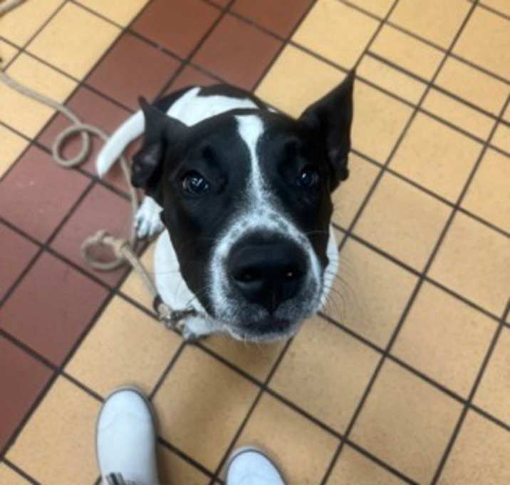 Photo of Buddy