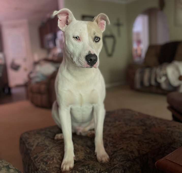Photo of Bow